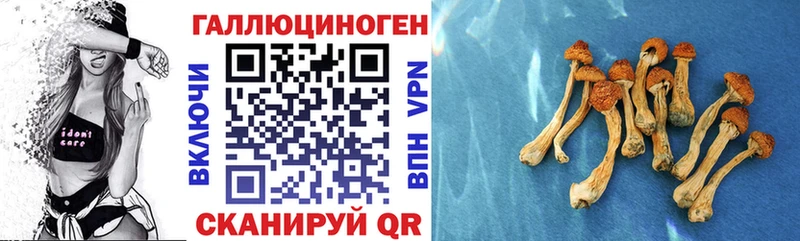 Псилоцибиновые грибы Psilocybe  Купить где  Чистополь 